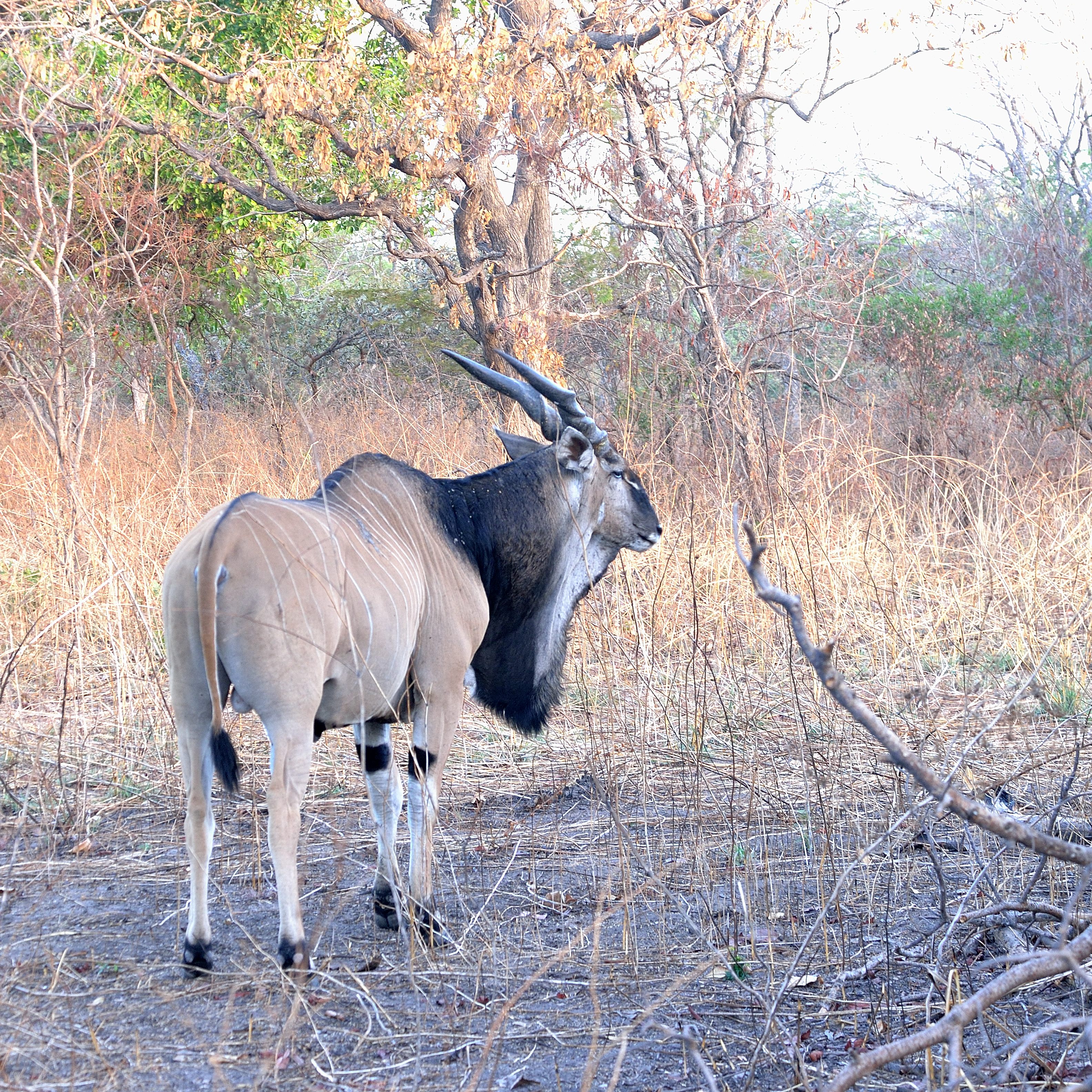 Eland de Derby, sous-espèce occidentale (Giant eland, Taurotragus derbianus ssp derbianus), mâle adulte, Réserve de Fathala, Sénégal.